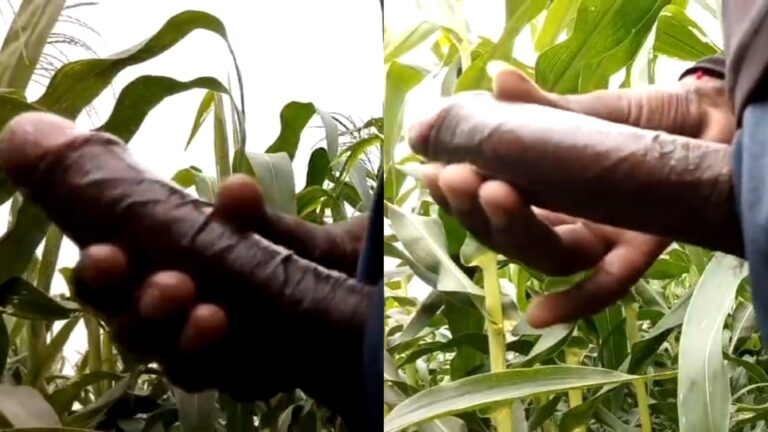 Bihar farm boy jerks his big black cock until he cums in a sugarcane field.