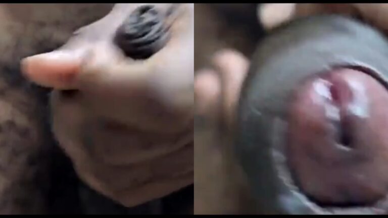 Black dick cumshots