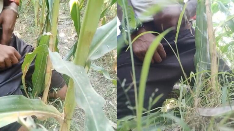 Farmer man handjob